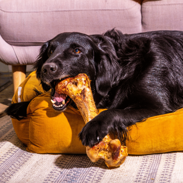 Jumbo Ostrich Bone - Image 3